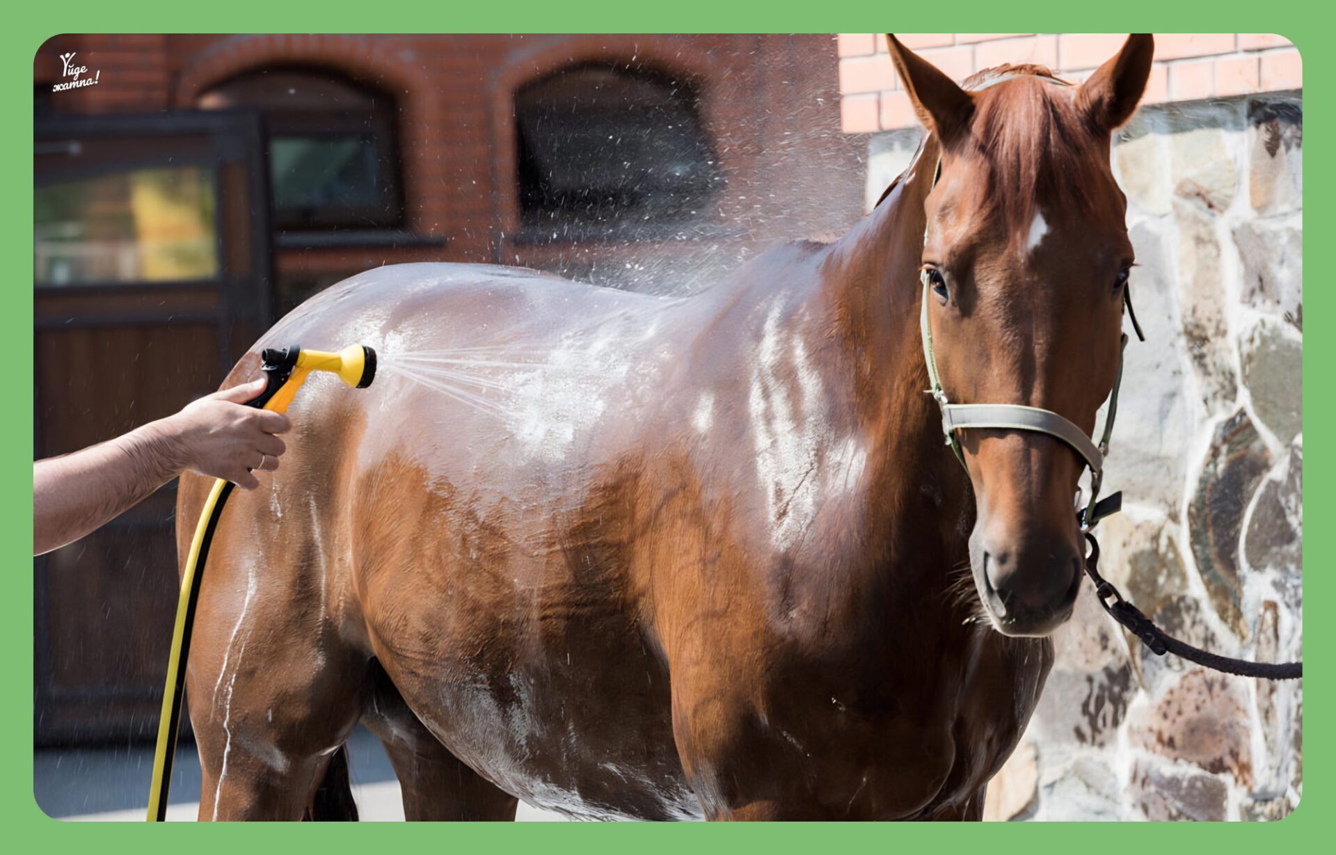 А потом конь его. Стихи про лошадей. Напуганная лошадь. Конь без глаз. Мойка для лошадей.